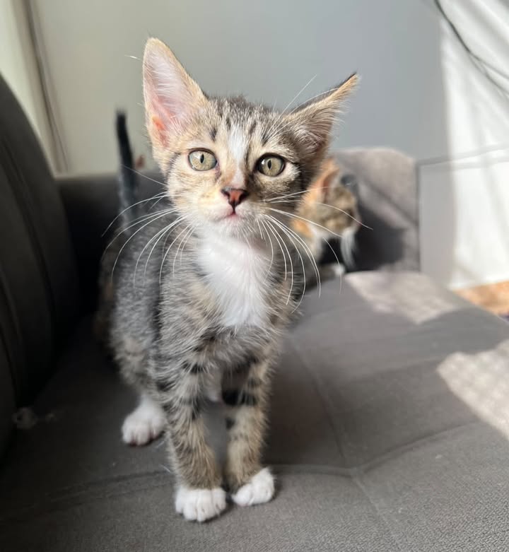 Gatitos en adopción en Pereira, Risaralda 