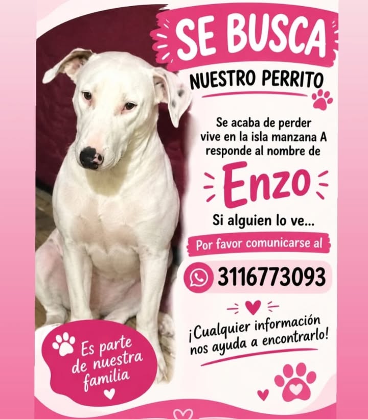 Se busca perrito Enzo en Pereira, Risaralda 