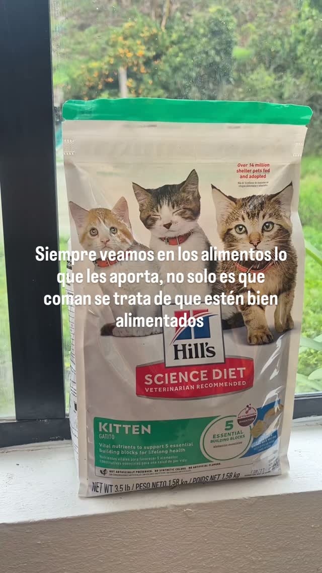Gatitos buscan hogar 