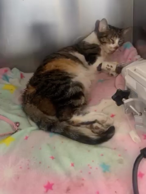 Gatita encontrada en Kennedy Bogotá con columna y mandíbula partida 