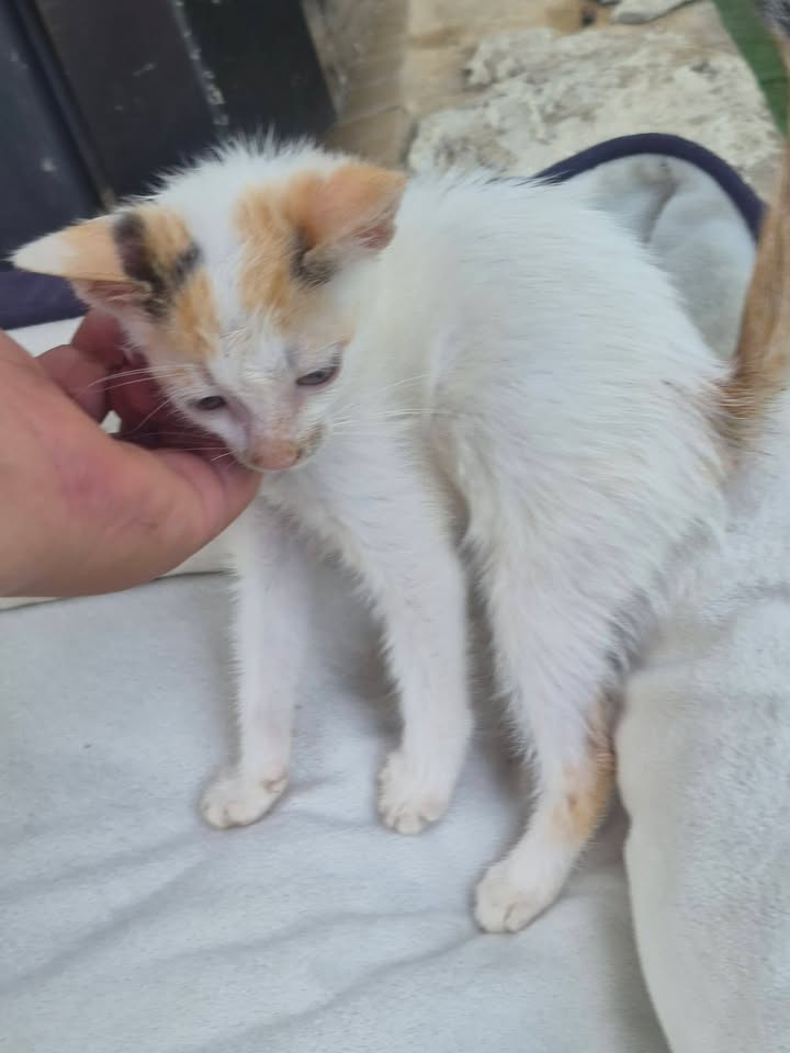 Adopción de gatitos rescatados en Bogotá 