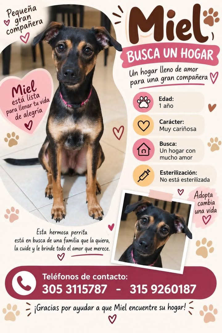 Miel busca un hogar en Tuluá, Valle 