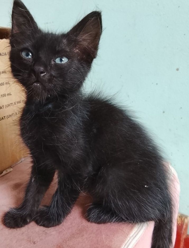 Gato negro encontrado en Neira, Caldas 