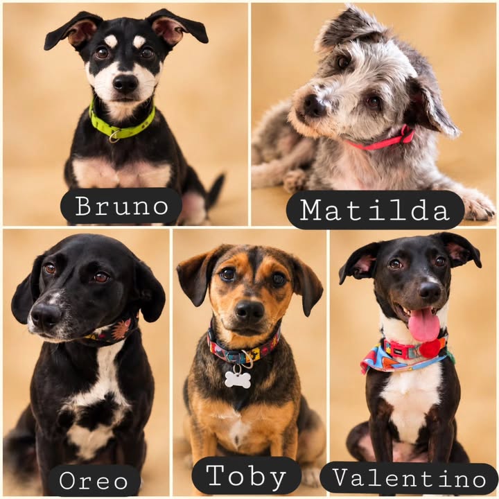 Adopta un perro en Armenia, Quindío 