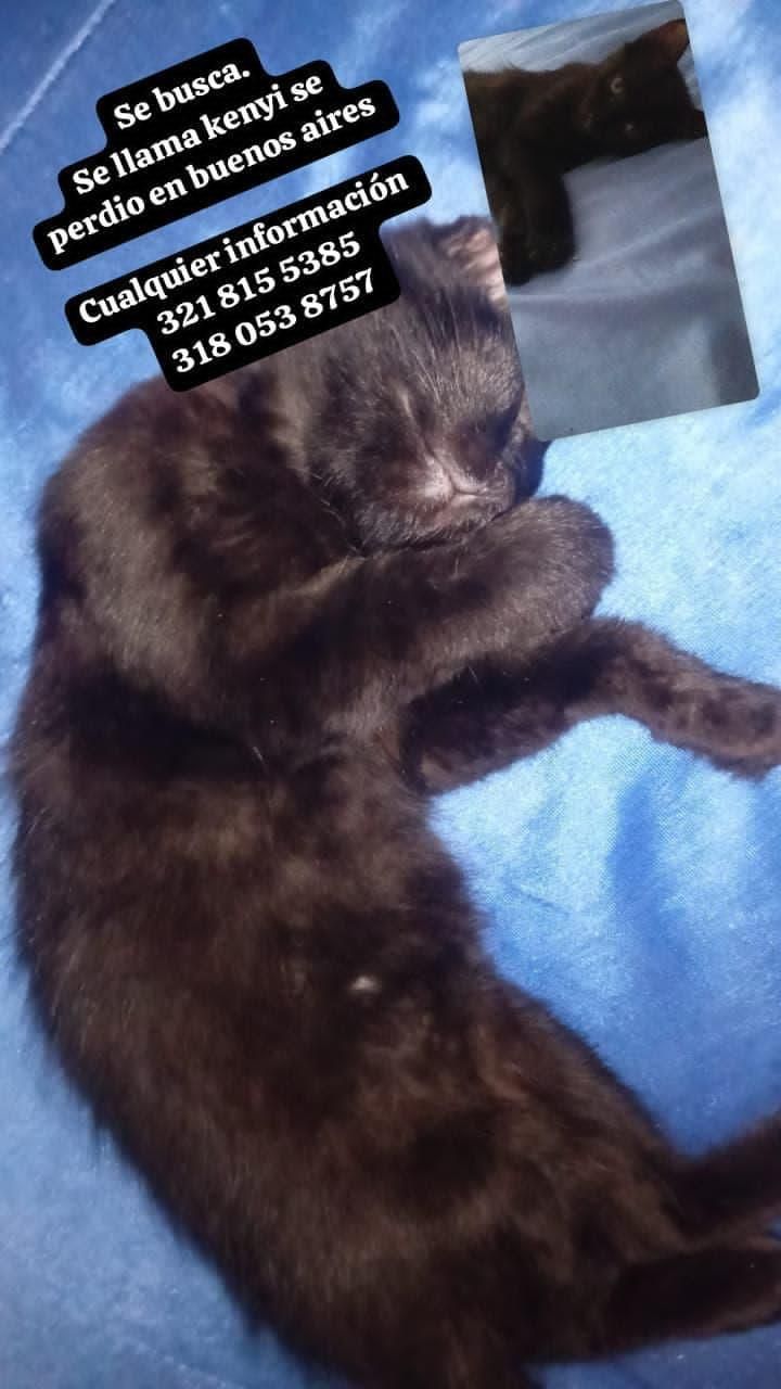 Gato Kenyi perdido en Tuluá 