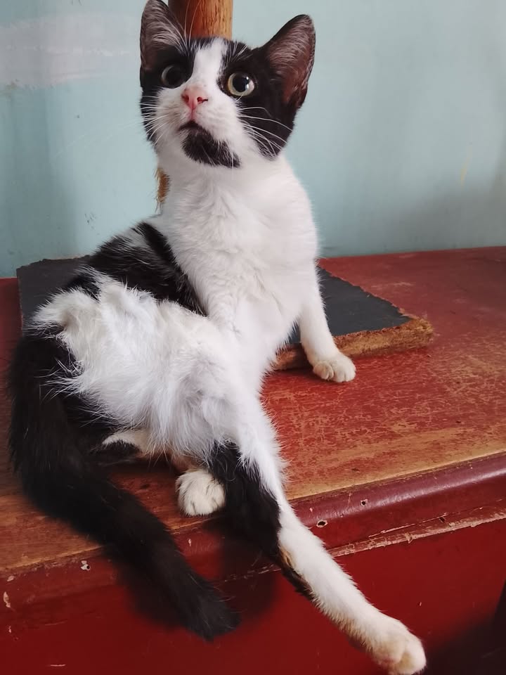 Gato blanco y negro perdido en Neira, Caldas 