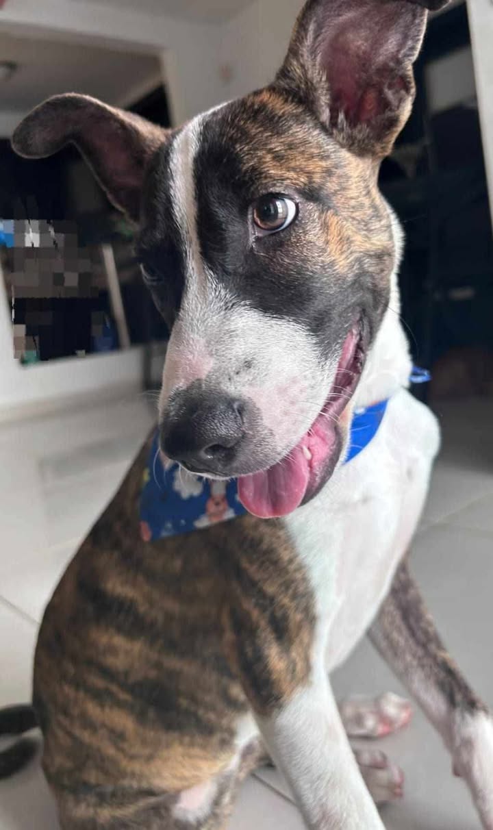 Cachorro de 4 meses en adopción en Tuluá 