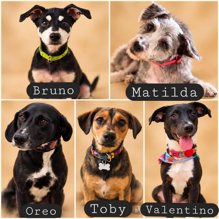 Adopta perros en Armenia, Quindío: Bruno, Matilda, Oreo, Toby, Valentino 