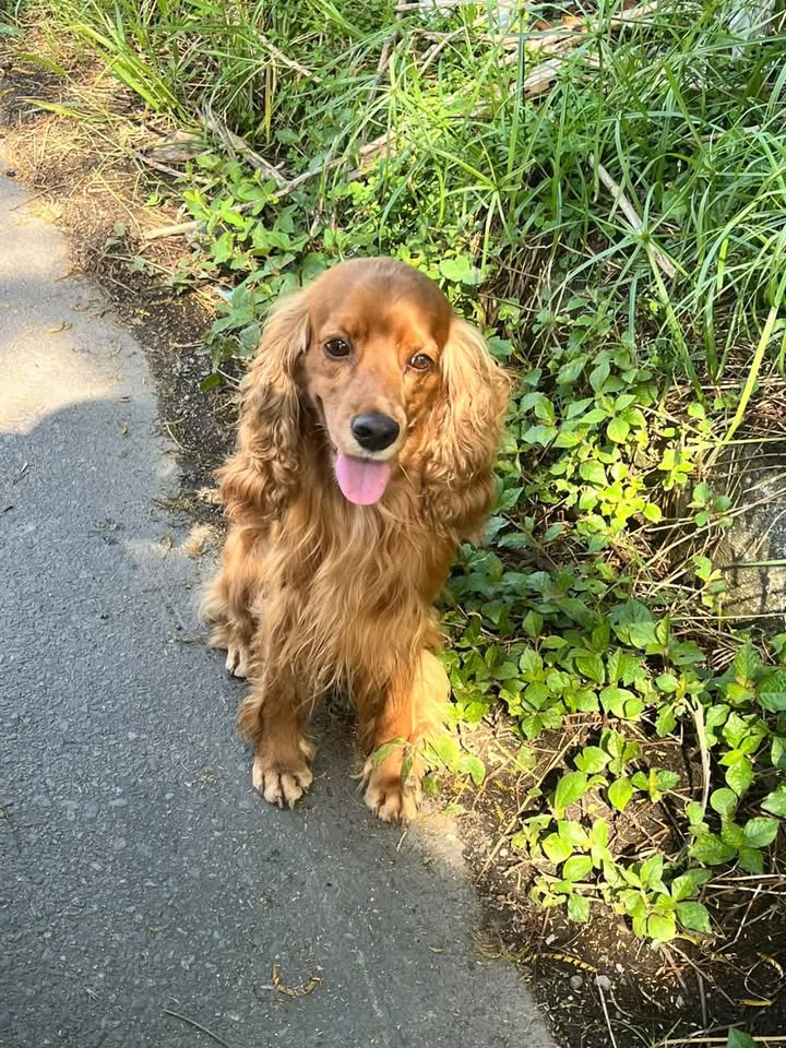 Perrito encontrado en Acacías, Meta 