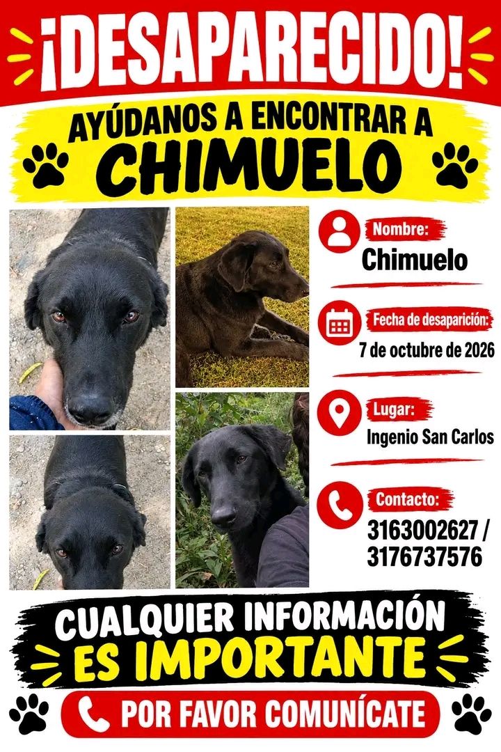 Perro perdido en Tuluá, Valle - ¡Ayúdanos a encontrar a Chimuelo! 