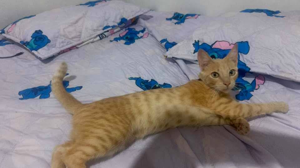 Adopta un gato en Pereira, Risaralda 
