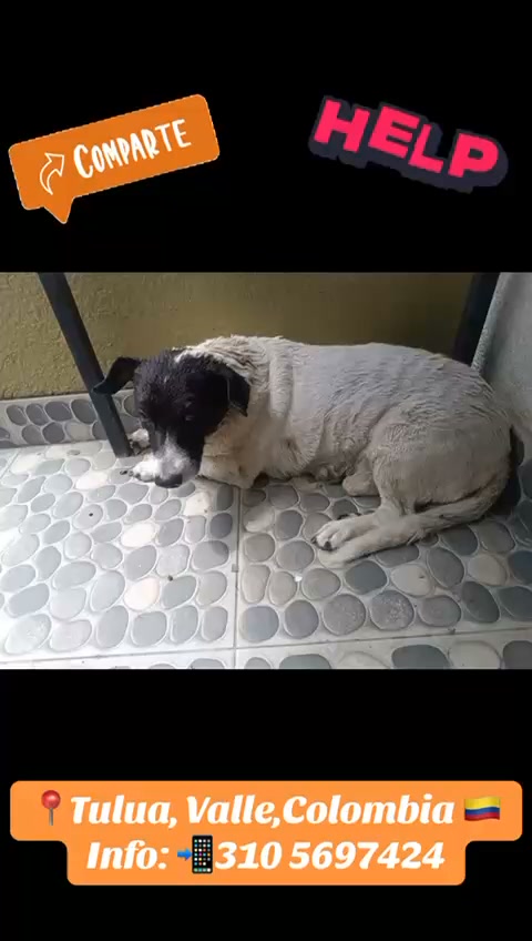 Perrito Encontrado en Tuluá Busca Familia 