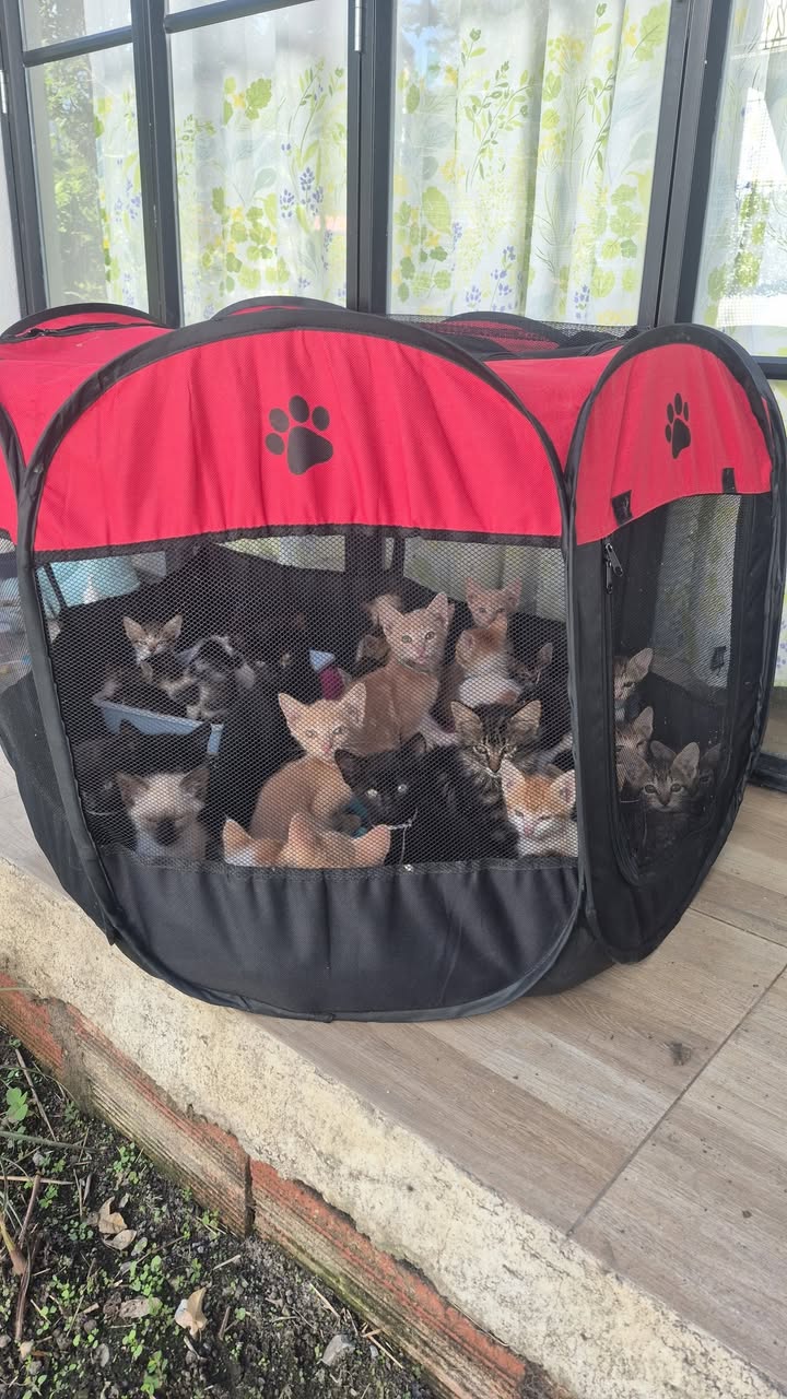 Jornada de adopción de gatitos en Bogotá 
