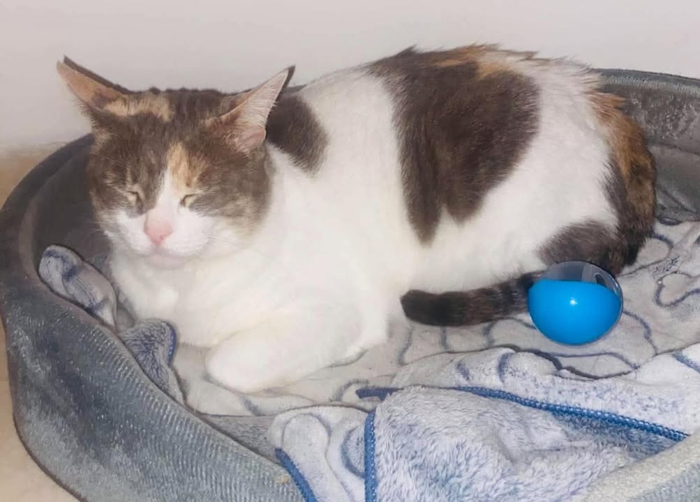 Adopción de Gatica en Pereira 