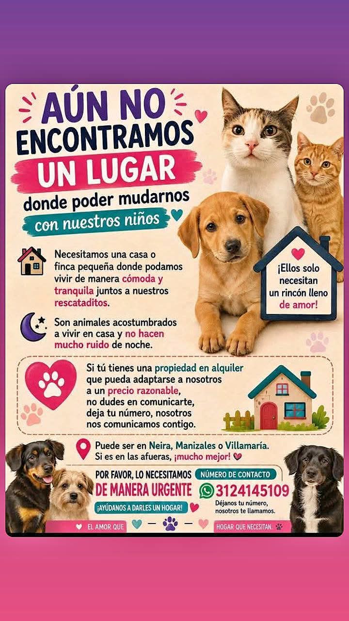 Búsqueda de hogar para cachorros y gatitos en Neira 