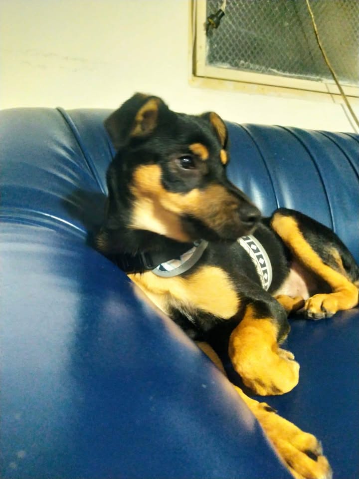 Adopción responsable perro talla mediana a pequeña en Neira 