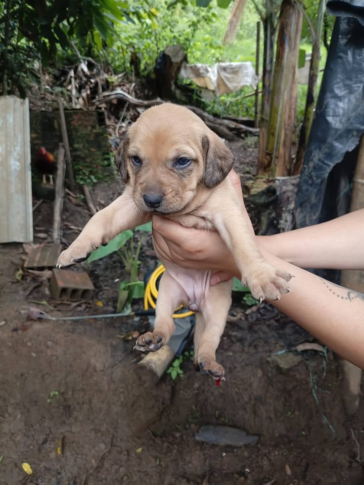 Adopción cachorros y apadrinamiento esterilización perrita en Amagá, Antioquia 