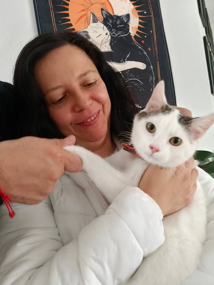 Dino, gato adoptado sin cola en Bogotá 