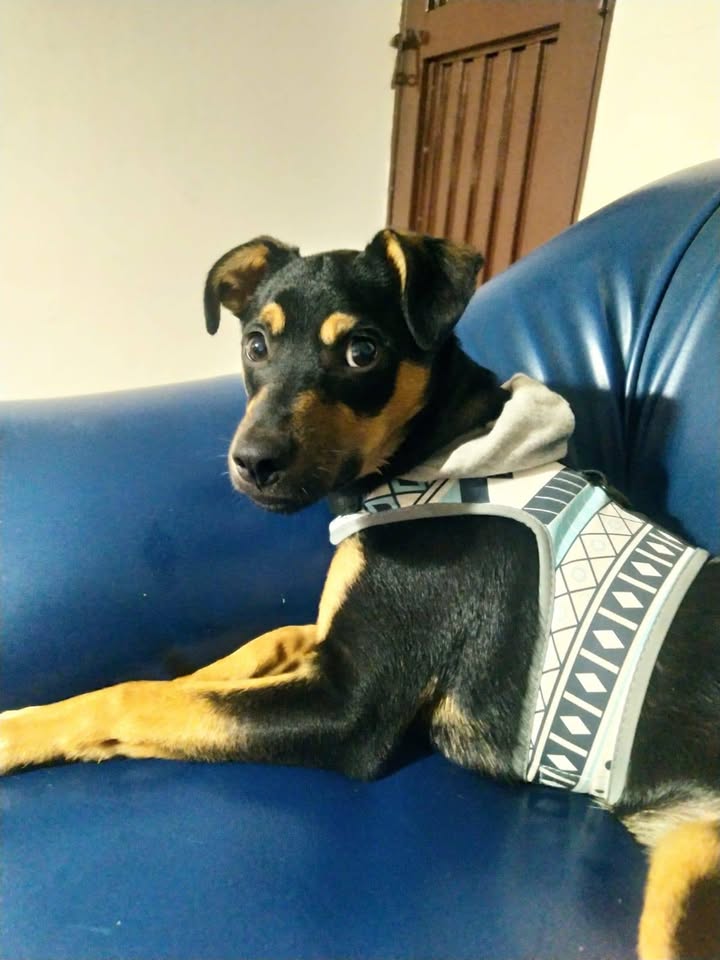 Adopción responsable perro talla mediana a pequeña en Neira 