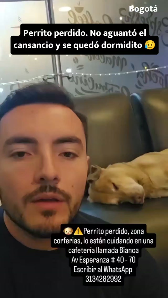 Perrito perdido cerca a Corferias, Bogotá - Buscando hogar 
