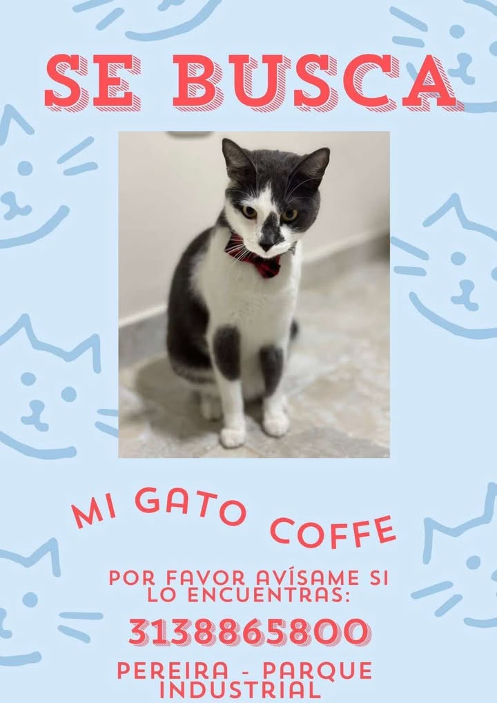 Gato Coffe perdido en Pereira 