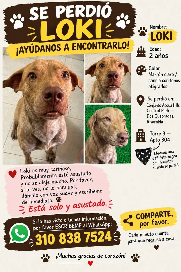 Perro Loki se perdió en Pereira, Risaralda 