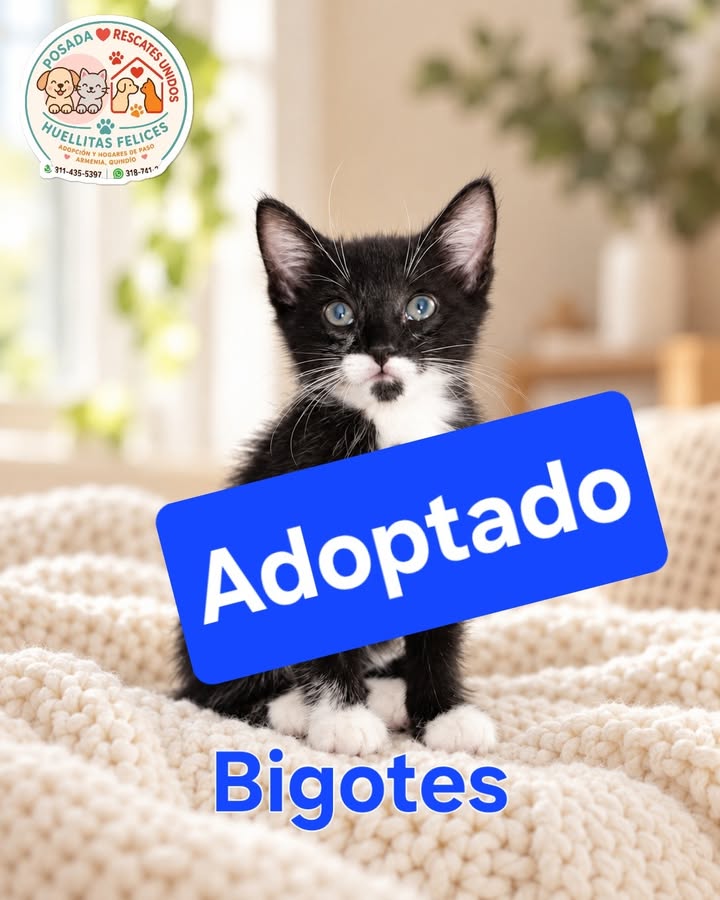 Gato Bigotes Adoptado en Armenia 