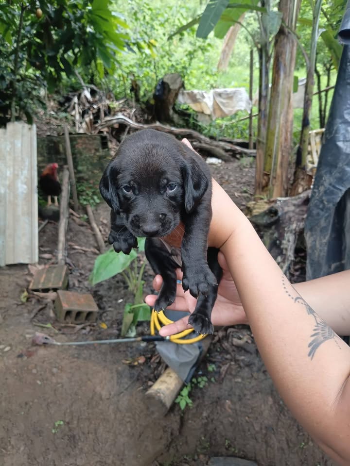 Adopción cachorros y apadrinamiento esterilización perrita en Amagá, Antioquia 