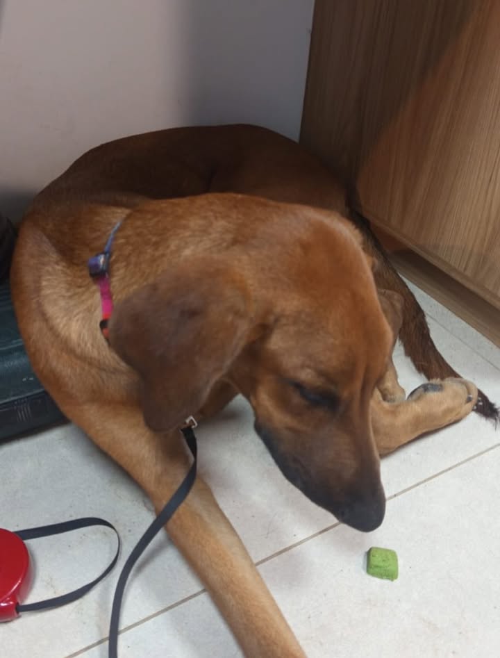 Perro encontrado en Pereira, Risaralda 