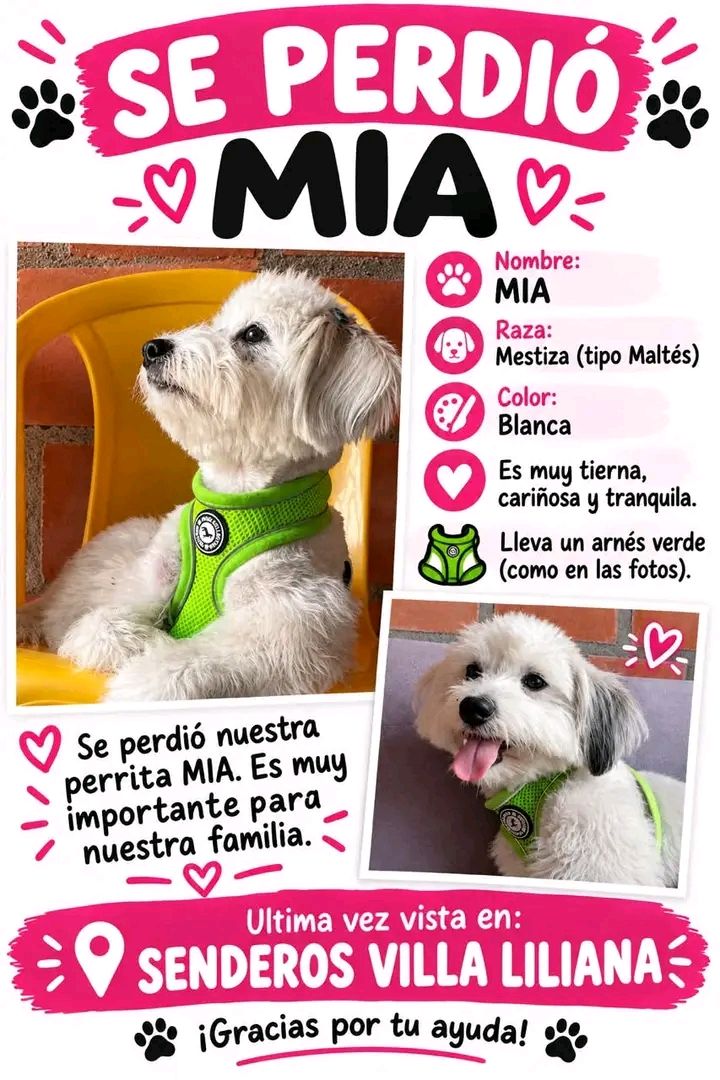 Perra Mia perdida en Tuluá 