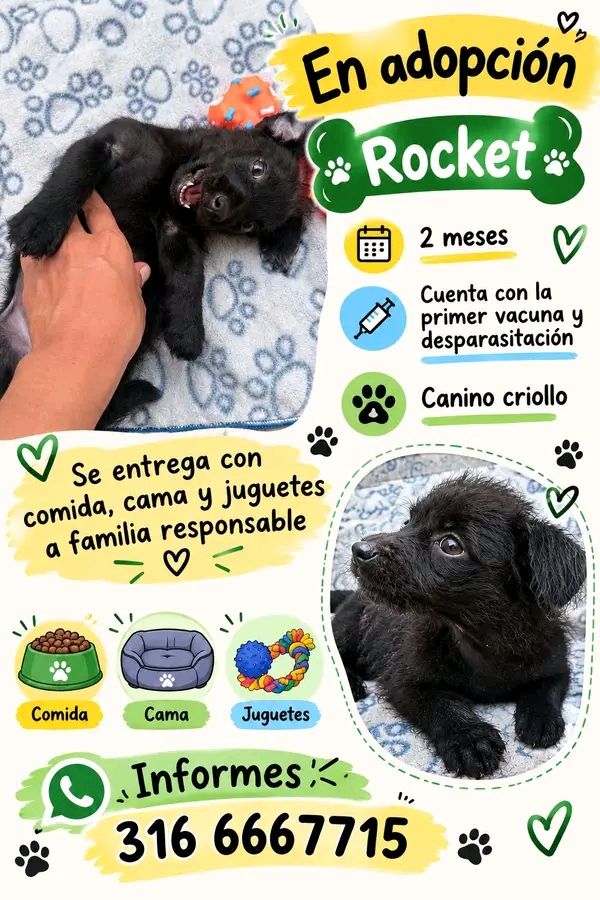 Cachorro Rocket en adopción en Tuluá 