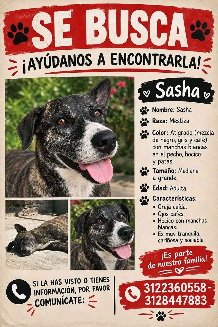 Perro Sasha perdido en Tuluá 