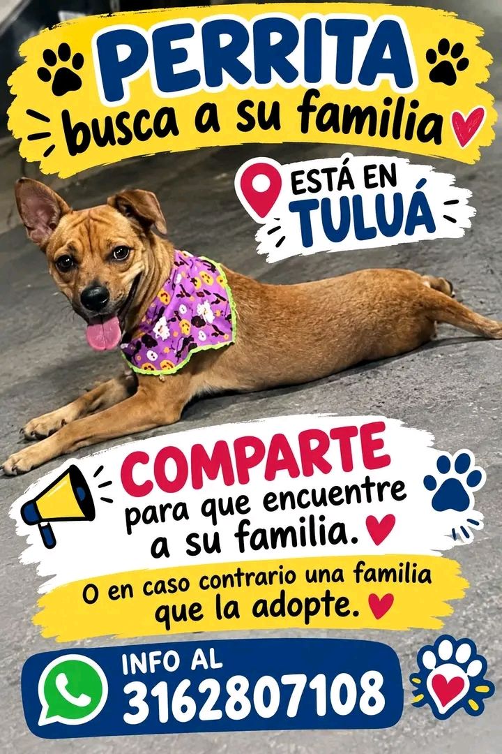 Perrita perdida en Tuluá busca familia 