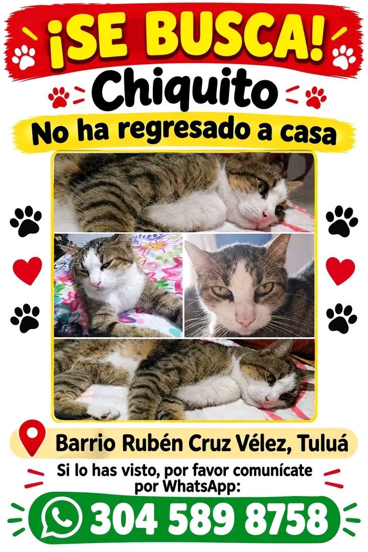 Gato perdido en Tuluá, Valle 