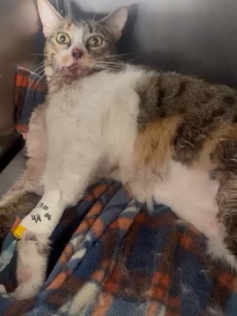 Gatita encontrada en Kennedy Bogotá con columna y mandíbula partida 
