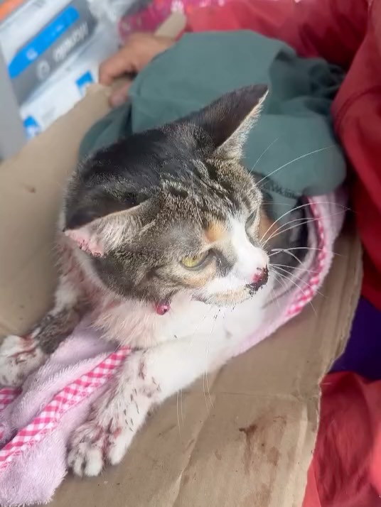 Gatita encontrada en Kennedy Bogotá con columna y mandíbula partida 