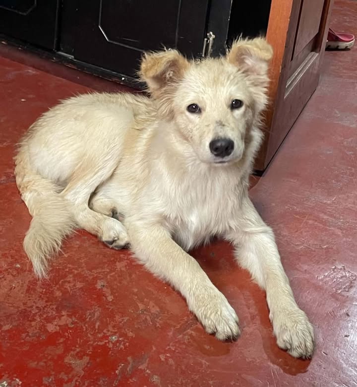 Adopta perro en Pereira, Risaralda 