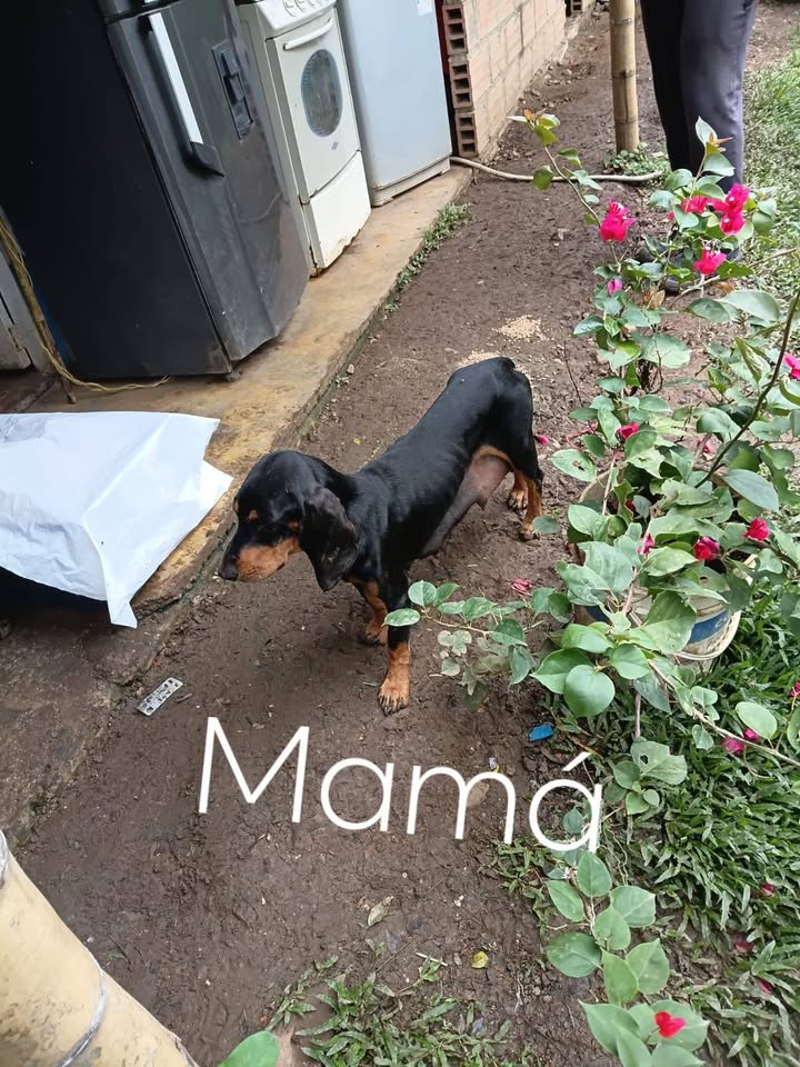 Adopción cachorros y apadrinamiento esterilización perrita en Amagá, Antioquia 