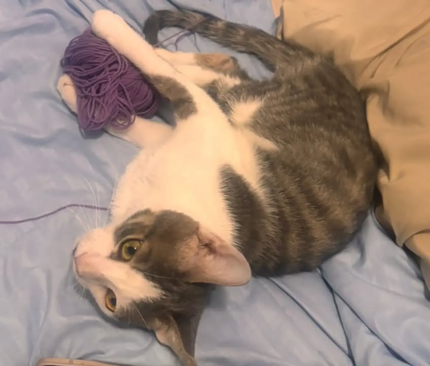 Otto José - Gato adoptado en Bogotá 