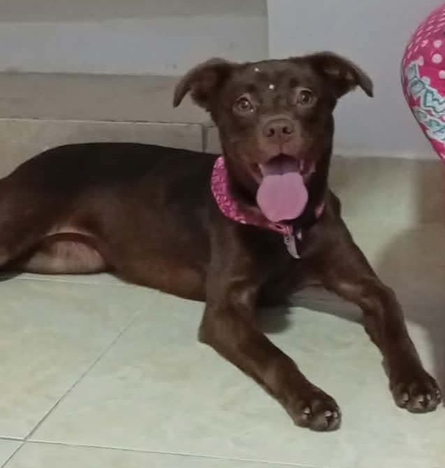 Perra en adopción en Pereira, Risaralda 