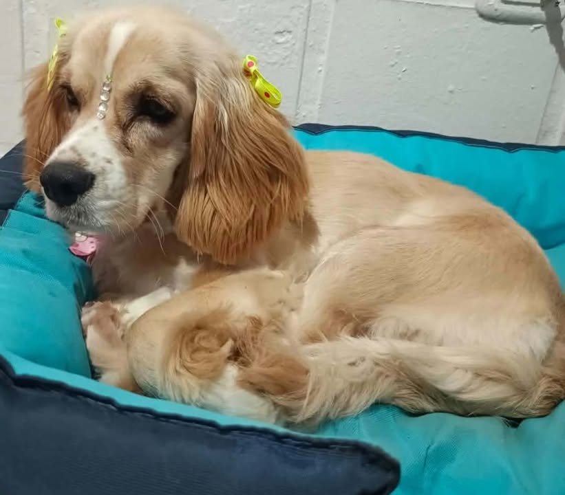 Perrita en adopción en Pereira, Risaralda 