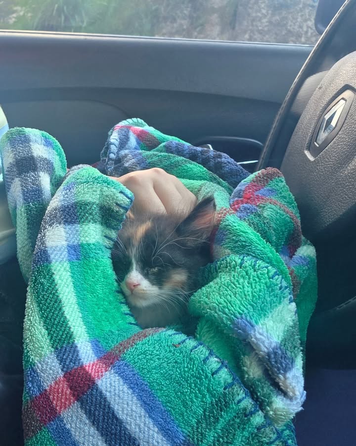 Gata Roma adoptada en Armenia 