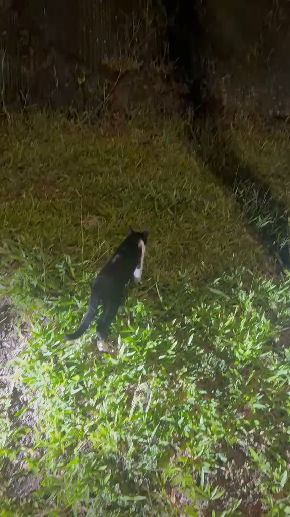 Gatito perdido en Amagá, Antioquia 