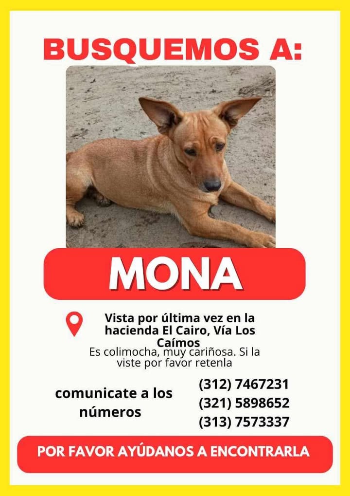 Perro perdido en Tuluá 