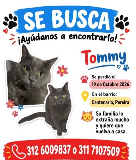 Gato Tommy perdido en Centenario, Pereira 