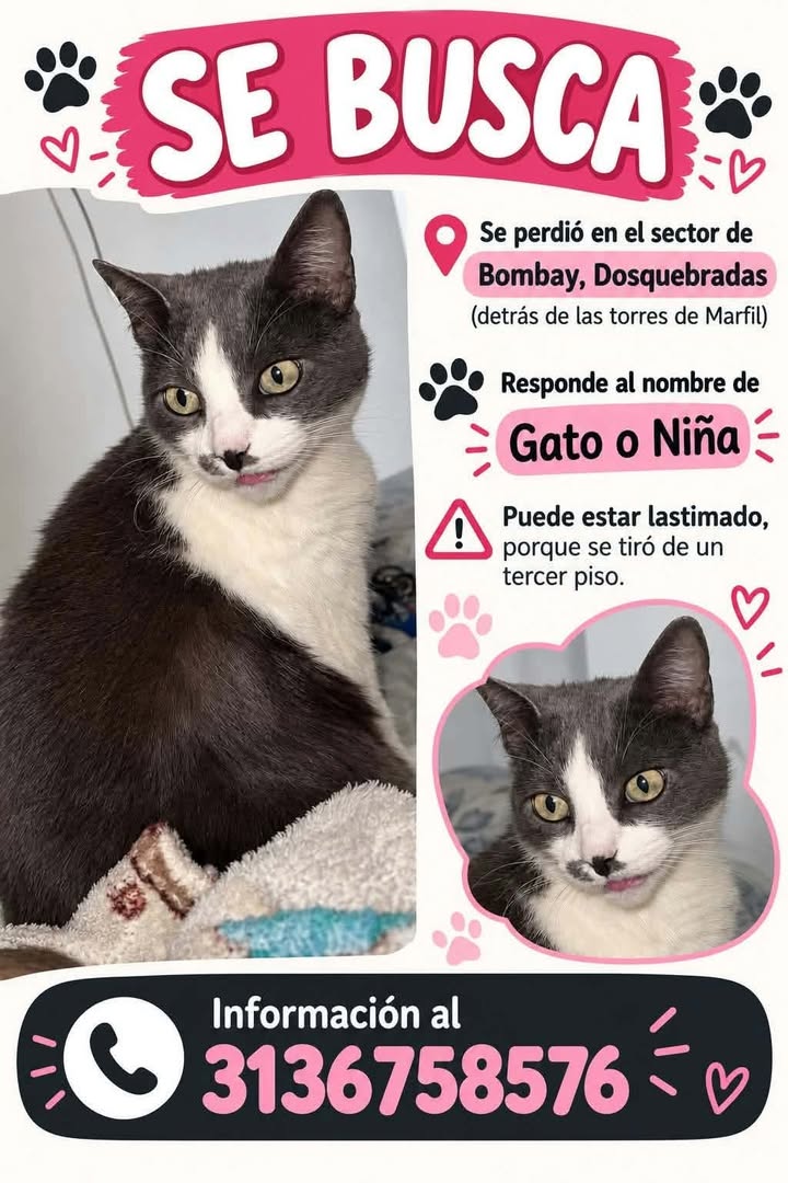 Gato perdido en Bombay, Dosquebradas, Pereira 
