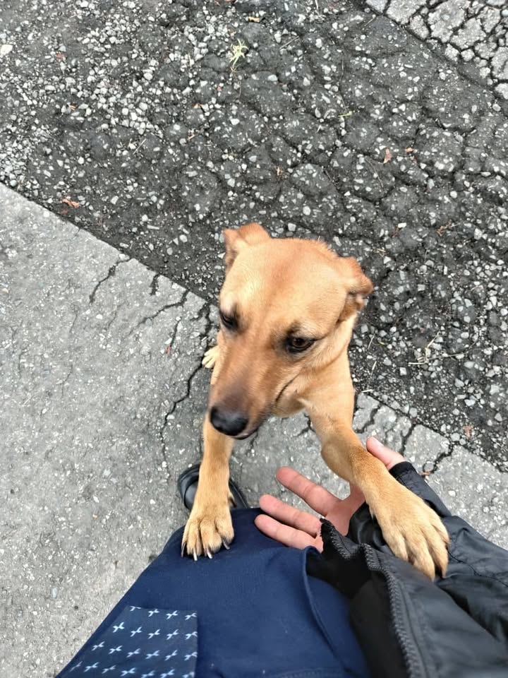 Perrita encontrada en Parque Recreaciones Comfandi de Olas, Tuluá 
