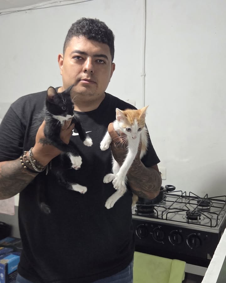 Gato Bigotes Adoptado en Armenia 