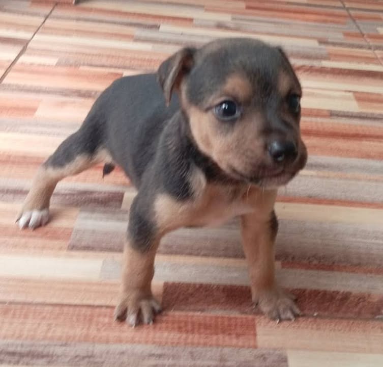 Adopción Perritas Responsables y Amorosas en Pereira 