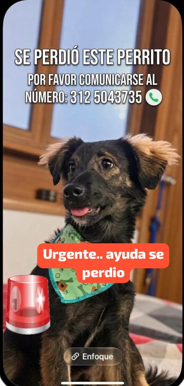 Perro perdido en Acacías, Meta 
